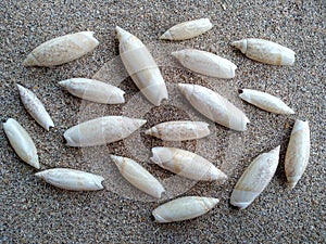 Composition of exotic sea shells on a white sand background