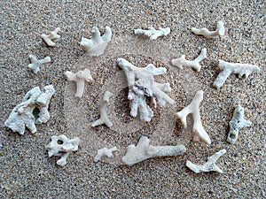 Composition of exotic sea shells on a white sand background