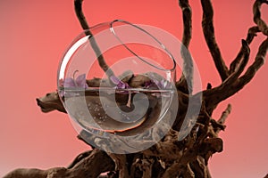 Composition of fallen Orchid leaves in a vase with water and a wooden snag 2.