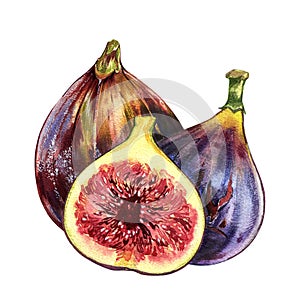 Composition fig fruit, slice isolated on white background. Watercolor handrawing realistic illustration. Art for design