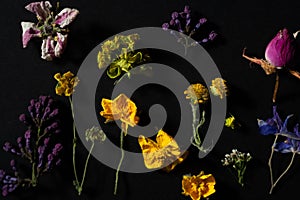 composition floral herbarium of wild spring flowers on a black background