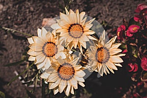 Composition with four flowers of gazania or african daisy