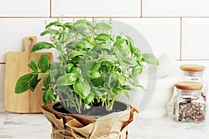 Composition of fresh basil and kitchen utensils, spices, on the kitchen