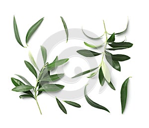 Composition with fresh green olive leaves and twigs on white background