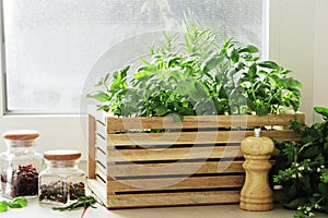 composition of fresh herbs in a basket on the kitchen windowsill