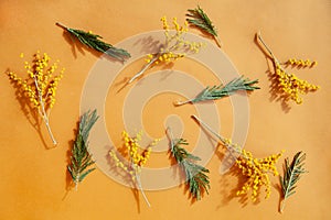 Composition of fresh plant twigs against yellow background