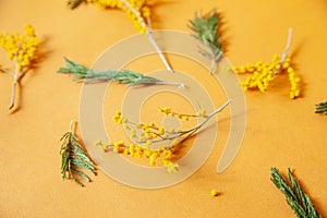 Composition of fresh plant twigs against yellow background