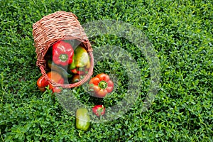 A composition of fresh sweet multicolored pepper in a basket on the green grass. Seasonal harvest