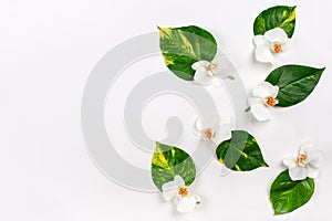 Composition with fresh tropical leaves and exotic flowers on white background