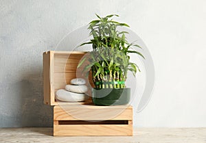 Composition with green bamboo in pot and white stones