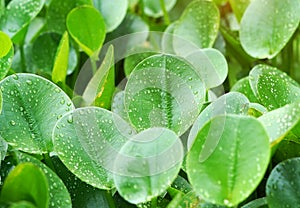 composition with green leafs of Eichhornia Crassipes