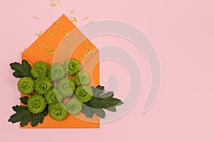 Composition of green Santini chrysanthemums in an envelope on a pink background