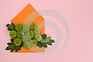 Composition of green Santini chrysanthemums in an envelope on a pink background