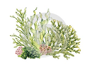 Composition of green sea plants watercolor illustration isolated on white. Laminaria, sea salad, ulva, dulse hand drawn