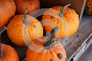 Composition with halloween pumpkins