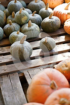 Composition with halloween pumpkins