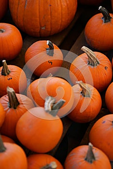 Composition with halloween pumpkins