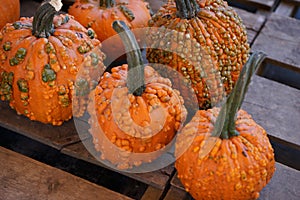 Composition with halloween pumpkins