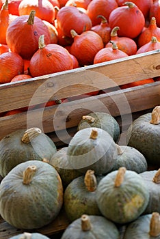 Composition with halloween pumpkins