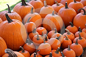 Composition with halloween pumpkins