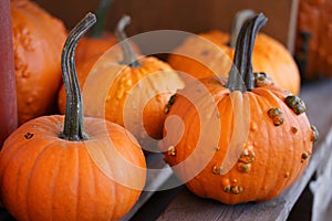 Composition with halloween pumpkins