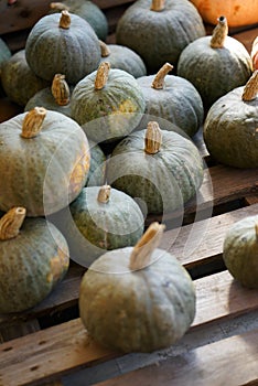 Composition with halloween pumpkins