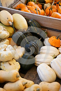 Composition with halloween pumpkins