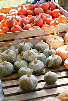 Composition with halloween pumpkins