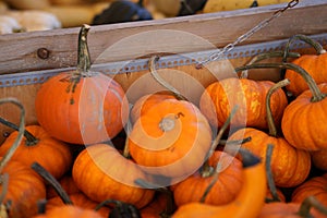 Composition with halloween pumpkins