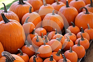 Composition with halloween pumpkins