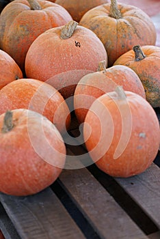 Composition with halloween pumpkins