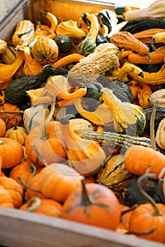 Composition with halloween pumpkins