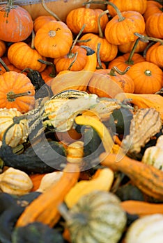 Composition with halloween pumpkins