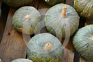 Composition with halloween pumpkins