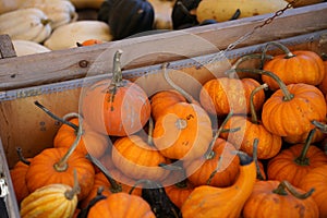 Composition with halloween pumpkins