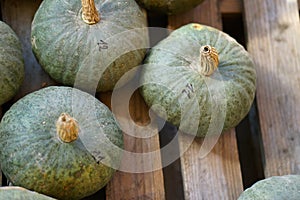 Composition with halloween pumpkins