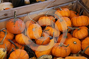 Composition with halloween pumpkins