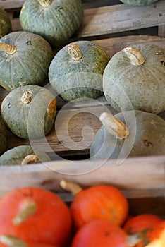 Composition with halloween pumpkins