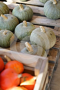 Composition with halloween pumpkins