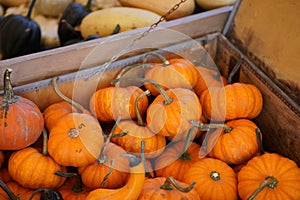 Composition with halloween pumpkins