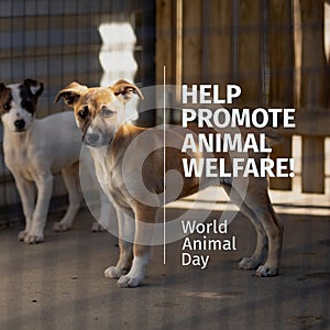 Composition of help promote animal welfare text over dogs