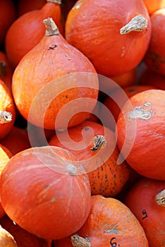 Composition with hokkaido halloween pumpkins