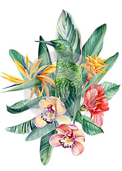 Composition with hummingbird and tropical flowers on isolated white background, watercolor illustration