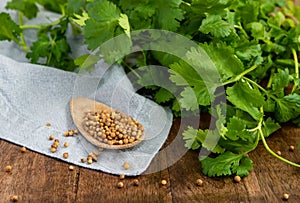 Composition image Close up dry coriander or cilantro seeds spice in wooden spoon with coriander leaf or leaves on wood table backg