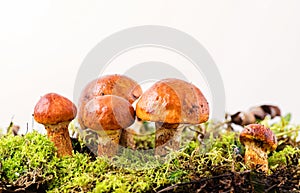 Composition with larch bolete on white background