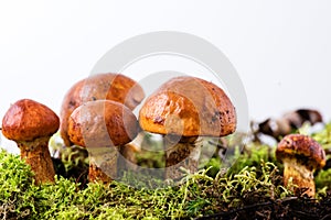 Composition with larch bolete on white background