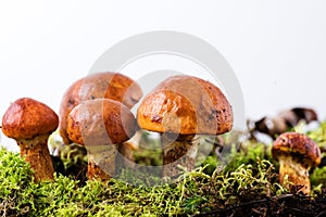 Composition with larch bolete on white background photo