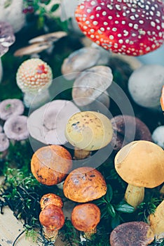 Composition with a large variety of mushroom species