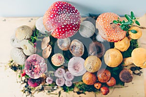 Composition with a large variety of mushroom species