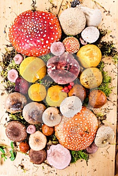 Composition with a large variety of mushroom species